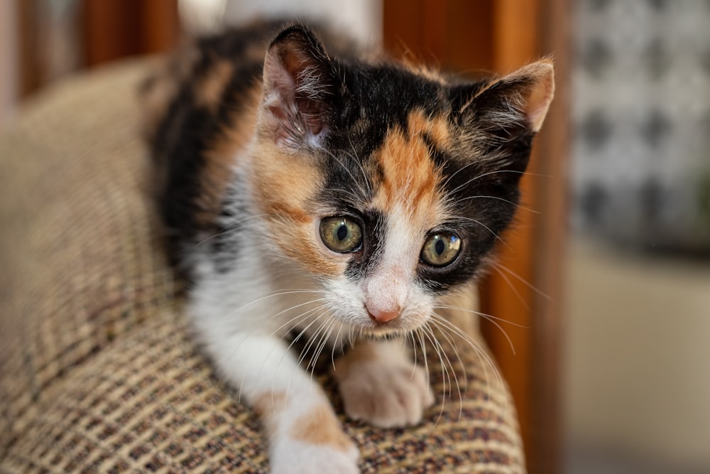 calico cat on brown and white textile