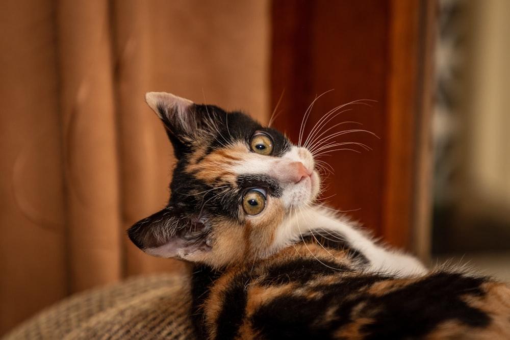 茶色のテキスタイルに三毛猫