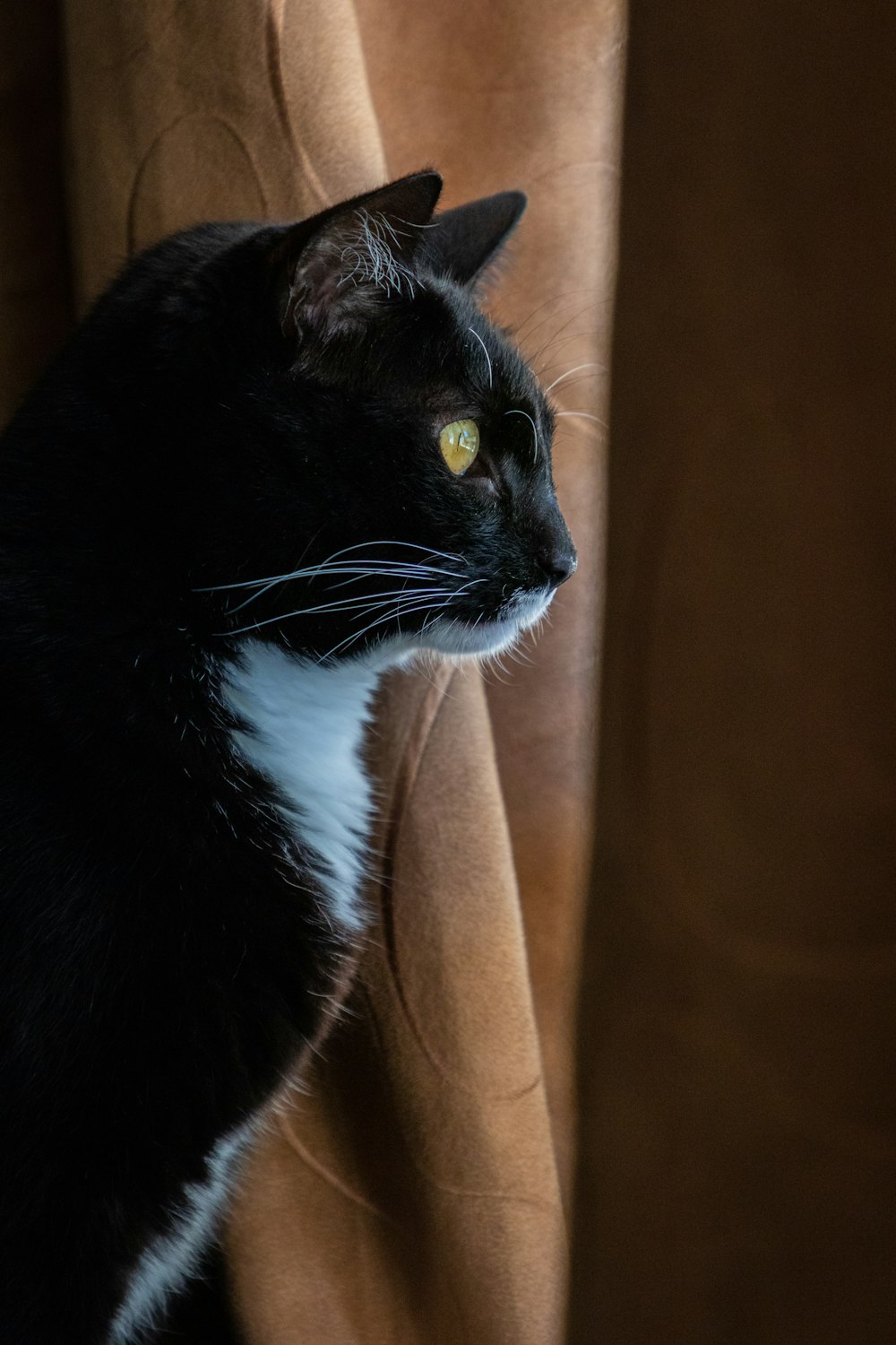 tuxedo cat on brown textile
