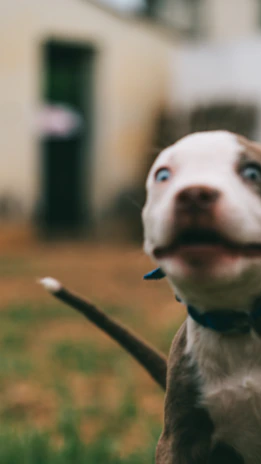 Playful pet character with wagging tail and sparkling eyes, ready for adventure.