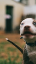 A playful puppy with wide-open eyes appears in the foreground, slightly out of focus, suggesting movement or excitement. The background is blurred, hinting at an outdoor setting with trees or bushes.