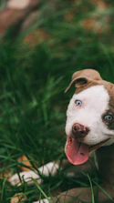 white and brown american pitbull terrier puppy on green grass field during daytime