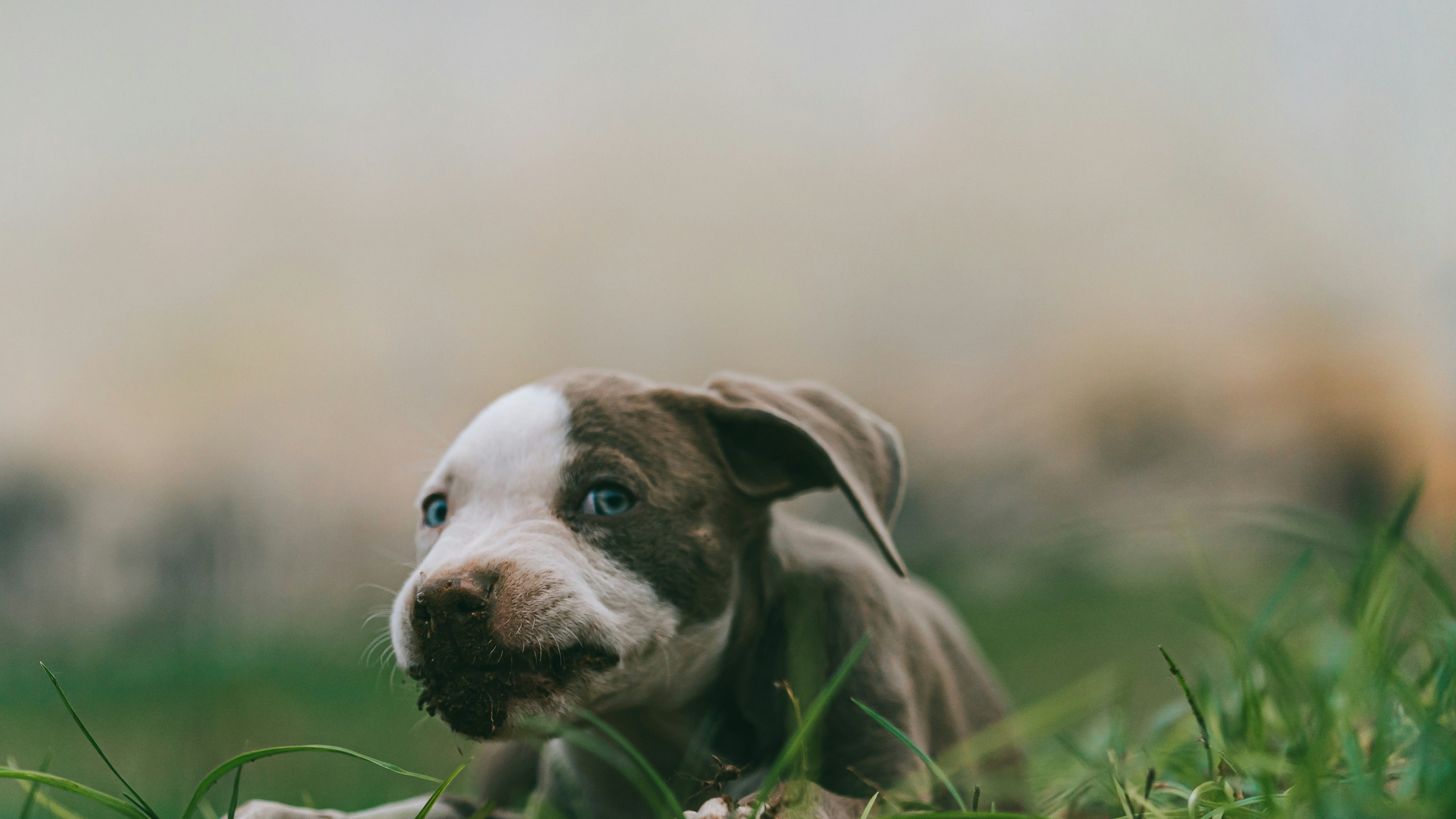 Cucciolo bianco e nero di American Pitbull Terrier sul campo di erba verde  durante il giorno foto – Immagine gratis di Pitbull su Unsplash, image size:3000x1687