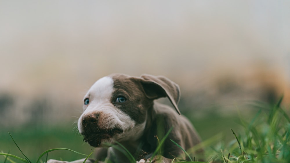 white and black american pitbull terrier puppy on green grass field during daytime