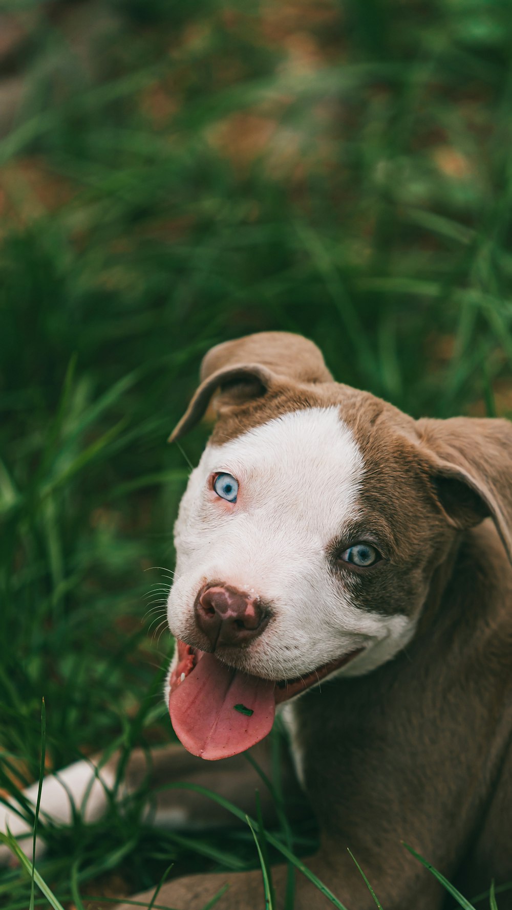 white and brown american pitbull terrier puppy on green grass field during daytime