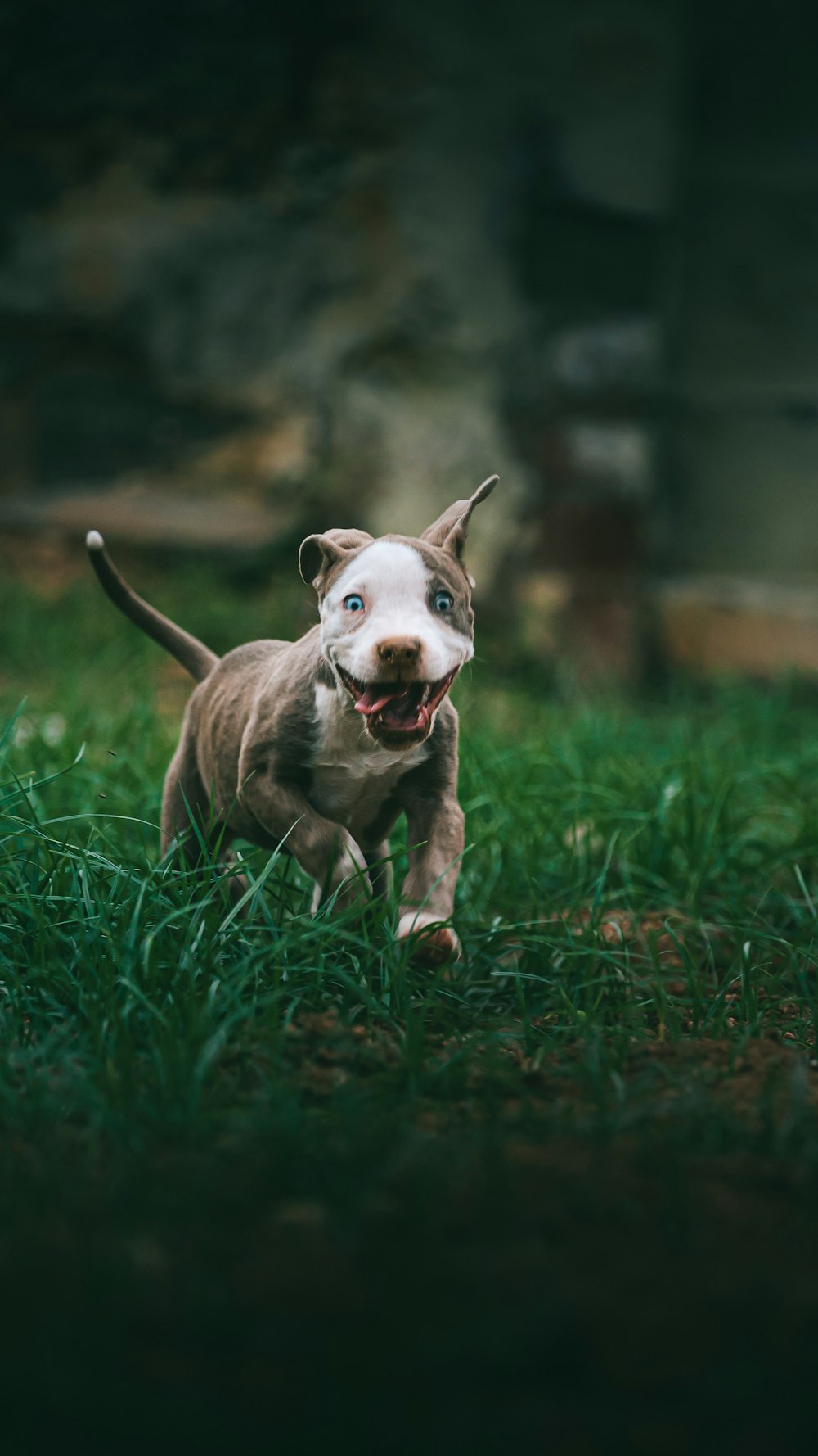 brown and white american pitbull terrier puppy on green grass field during daytime