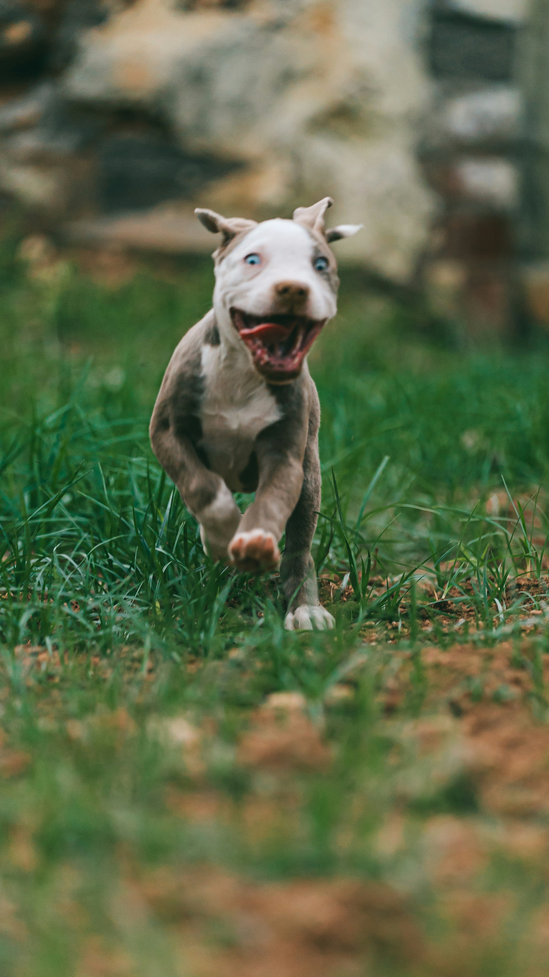 white and brown american pitbull terrier puppy running on green grass field during daytime