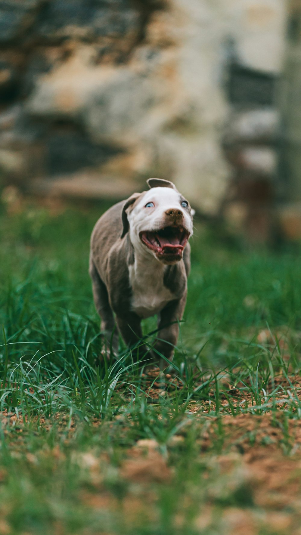 brown and white american pitbull terrier puppy on green grass field during daytime