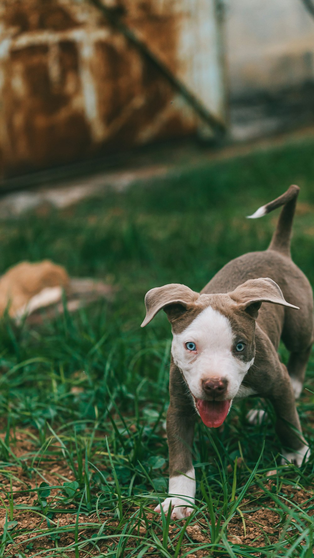 brown and white short coated puppy on green grass during daytime