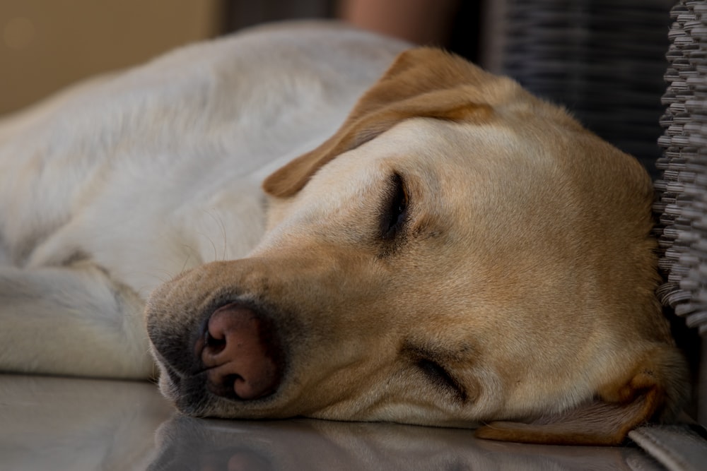 yellow labrador retriever lying on white textile