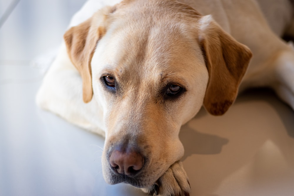 yellow labrador retriever lying on white floor