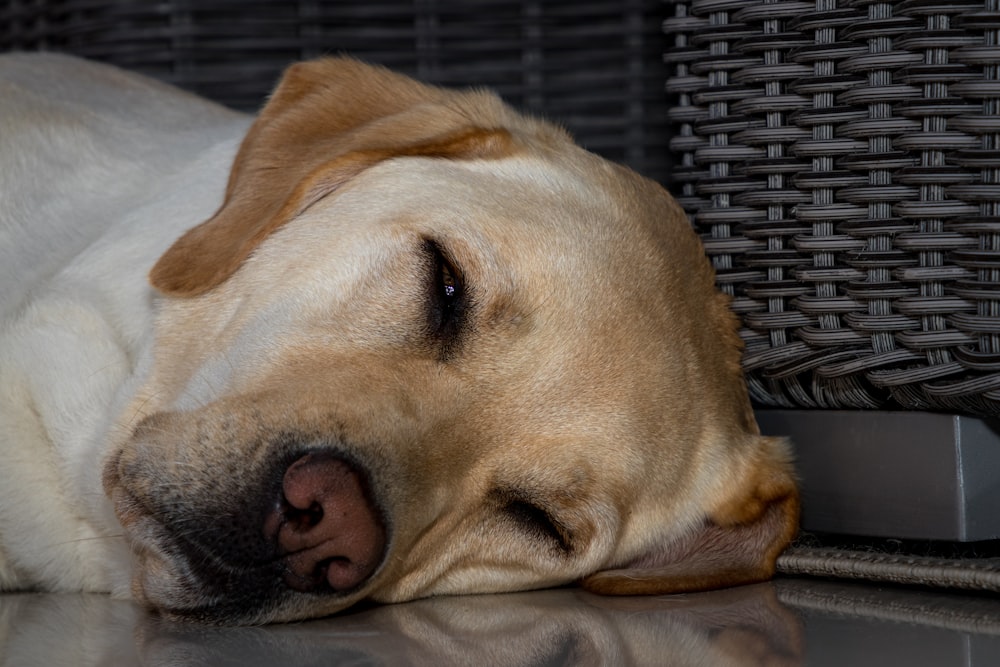 yellow labrador retriever lying on black and white textile