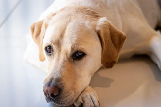 yellow labrador retriever lying on floor