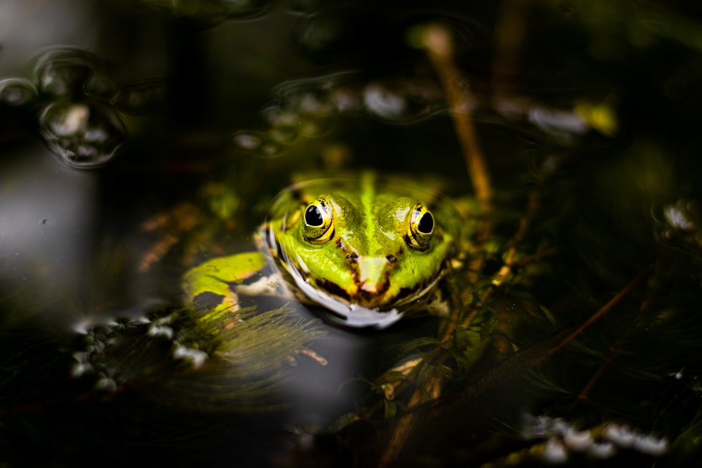 green frog on body of water