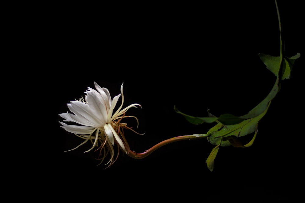 white flower with black background