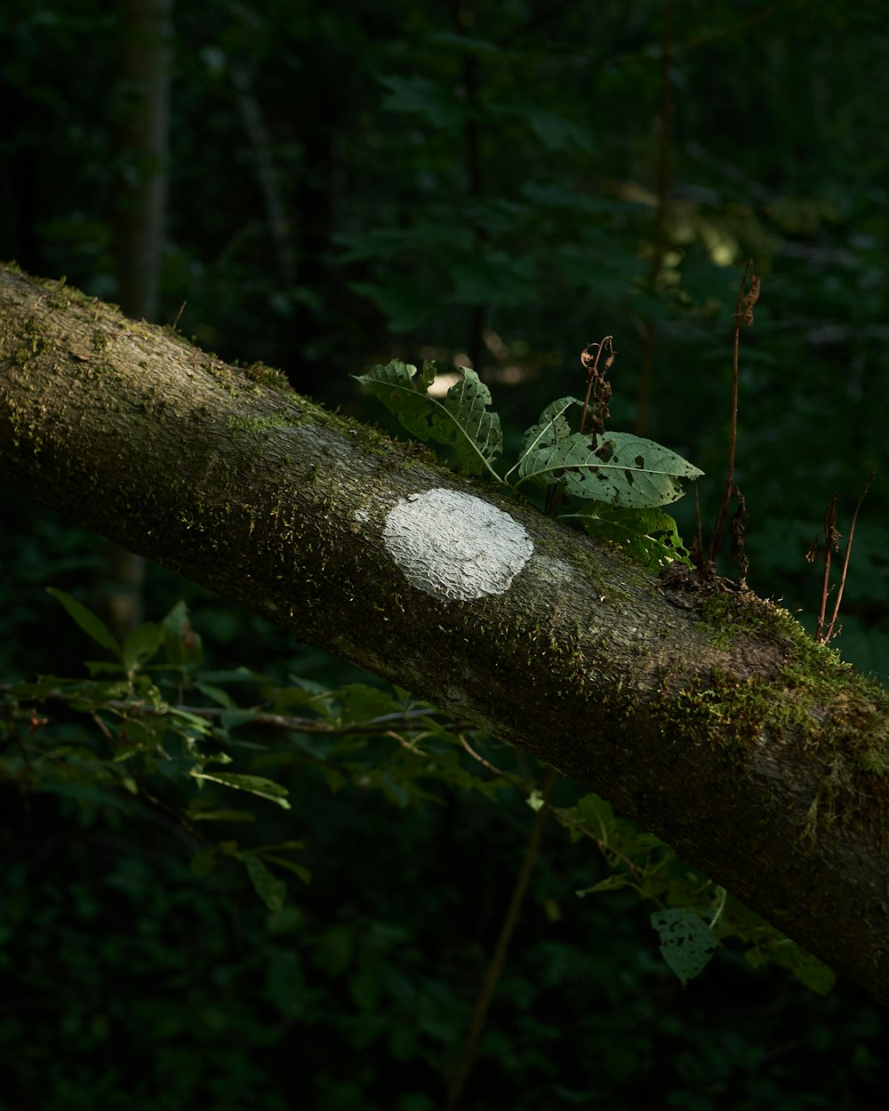 Hoja blanca y verde en rama de árbol marrón