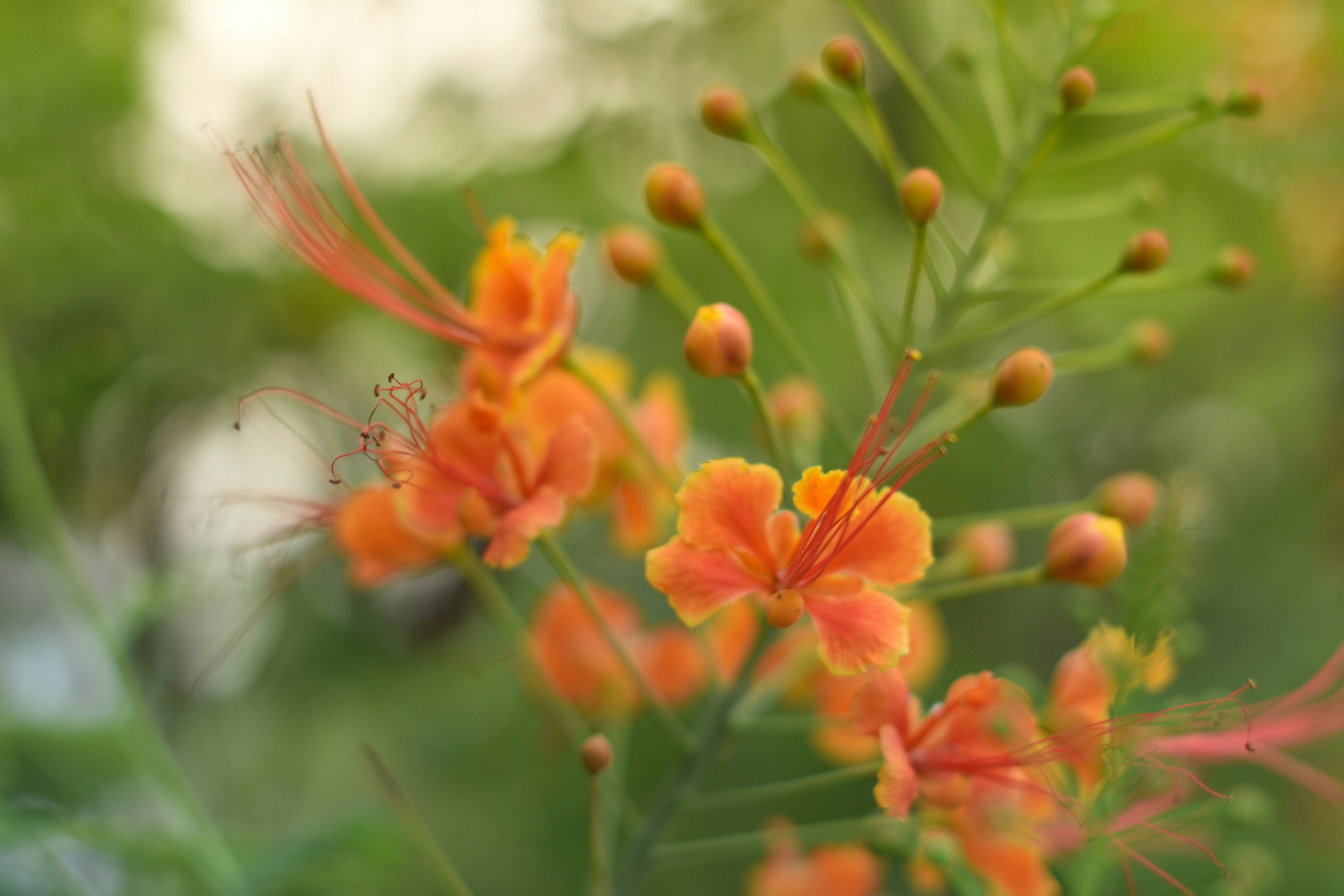 Photo by mjh_shikder