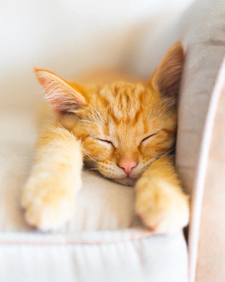 An orange tabby cat lying on white fabric