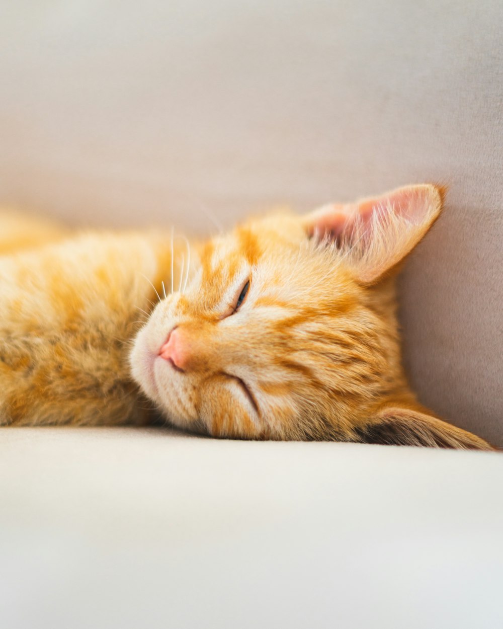 orange tabby cat lying on white textile