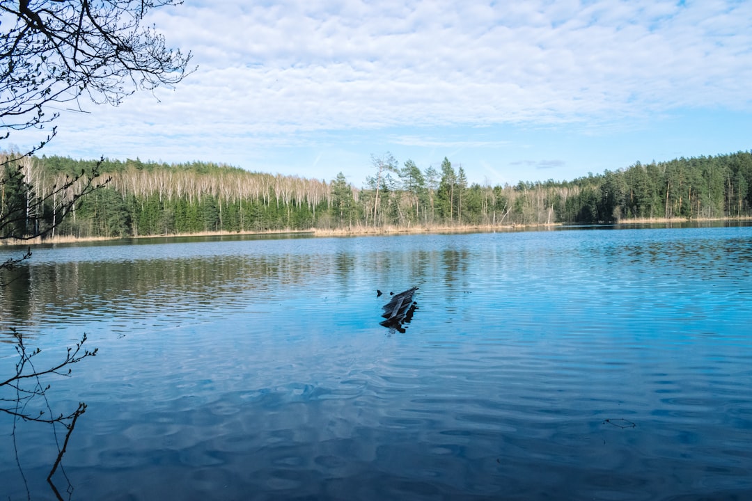 green trees beside body of water during daytime