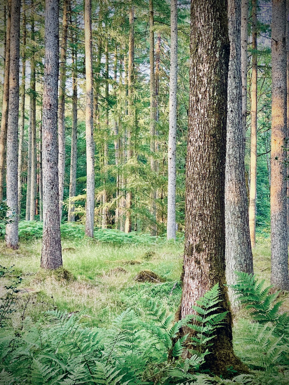 brown trees on green grass field during daytime