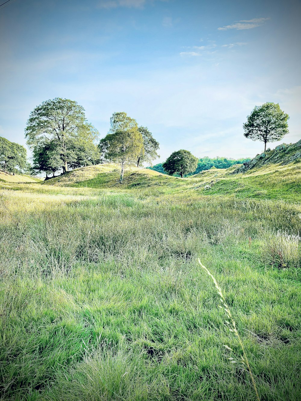 green grass field with trees under blue sky during daytime