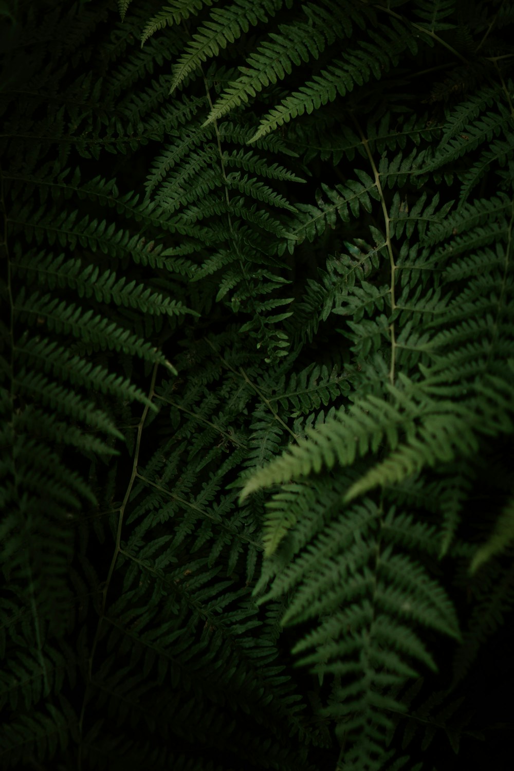 green fern plant in close up photography