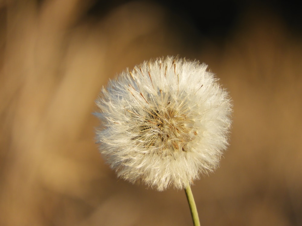 white dandelion in close up photography