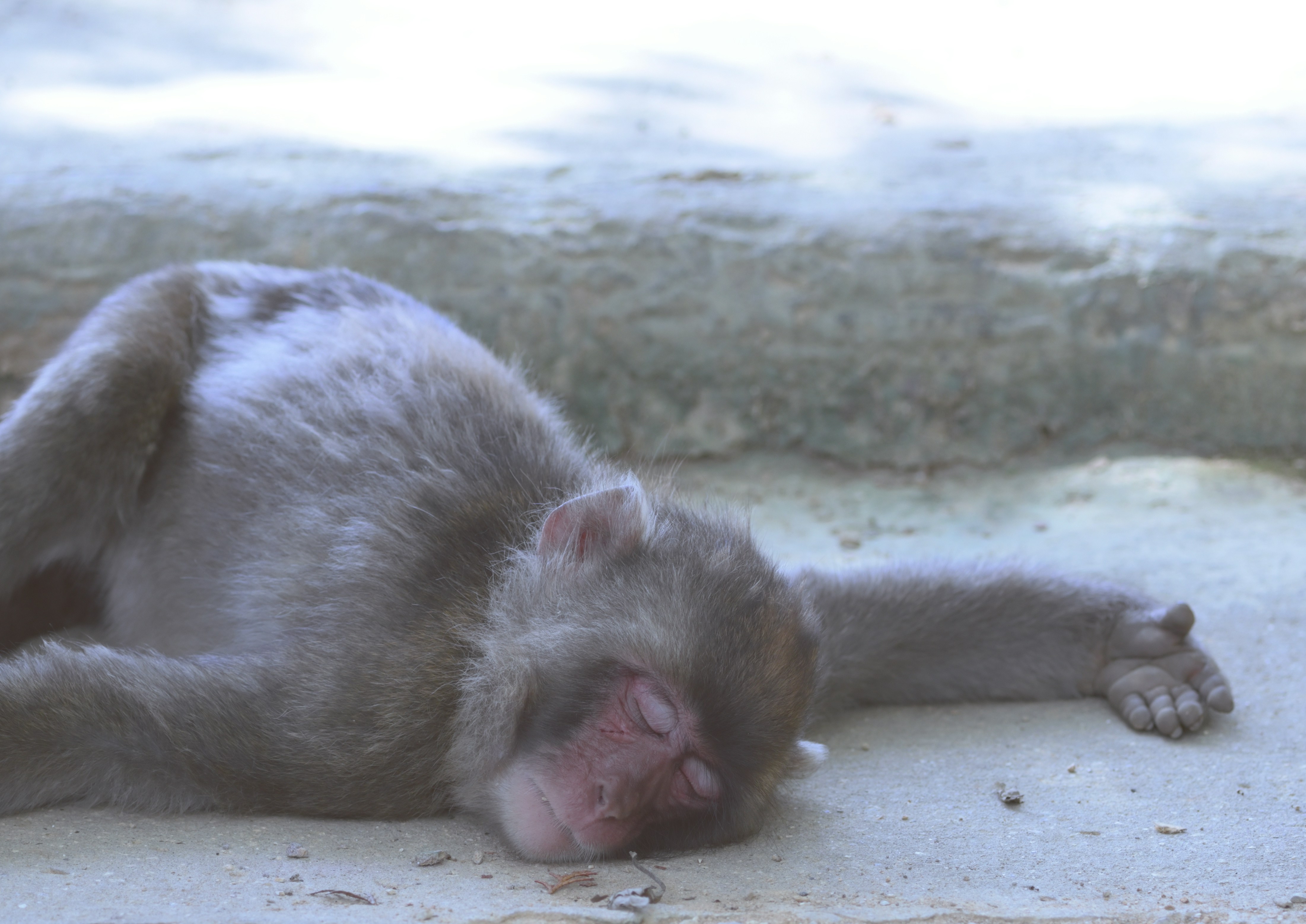 Young Japanese macaque has played until he is tired and fall asleep under a cool leafy shade.