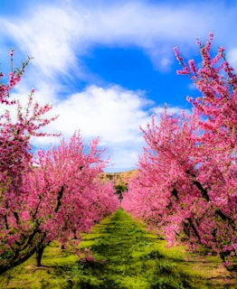 A vibrant orchard at Prithvi Farms & Botanica with native fruit trees blossoming under a clear blue sky.