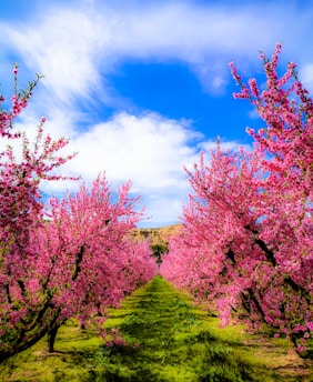 A vibrant orchard at Prithvi Farms & Botanica with native fruit trees blossoming under a clear blue sky.