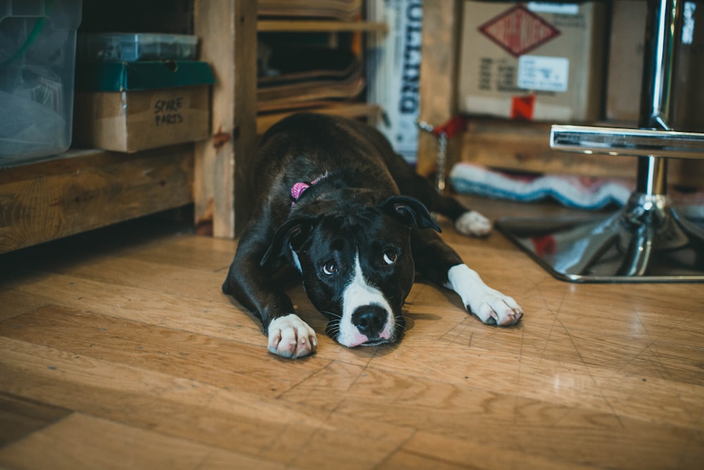 black and white short coated dog lying on brown wooden floor