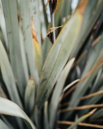 green and white plant during daytime