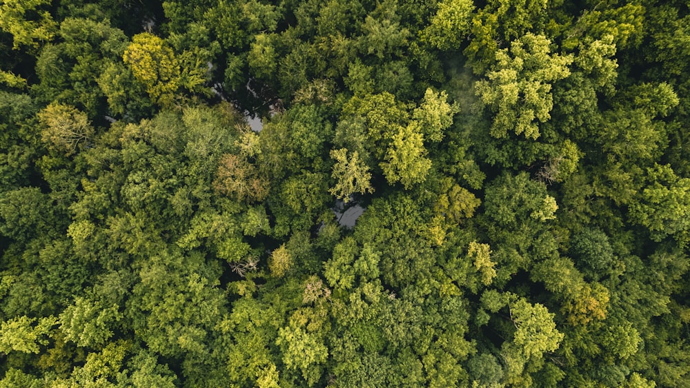 green trees in high angle photography