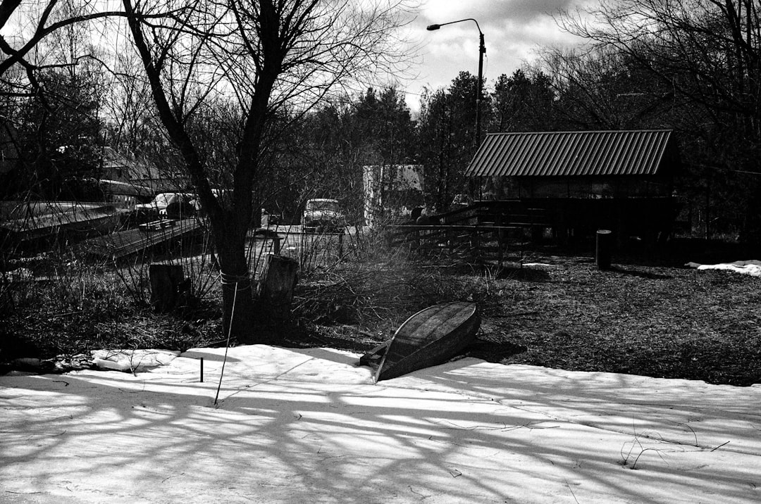 grayscale photo of leafless trees