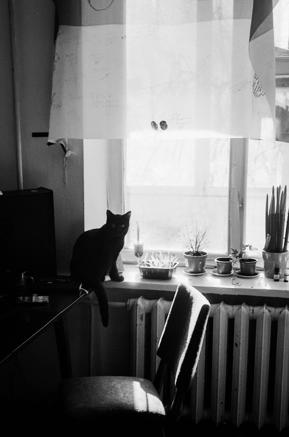 black cat on table near window