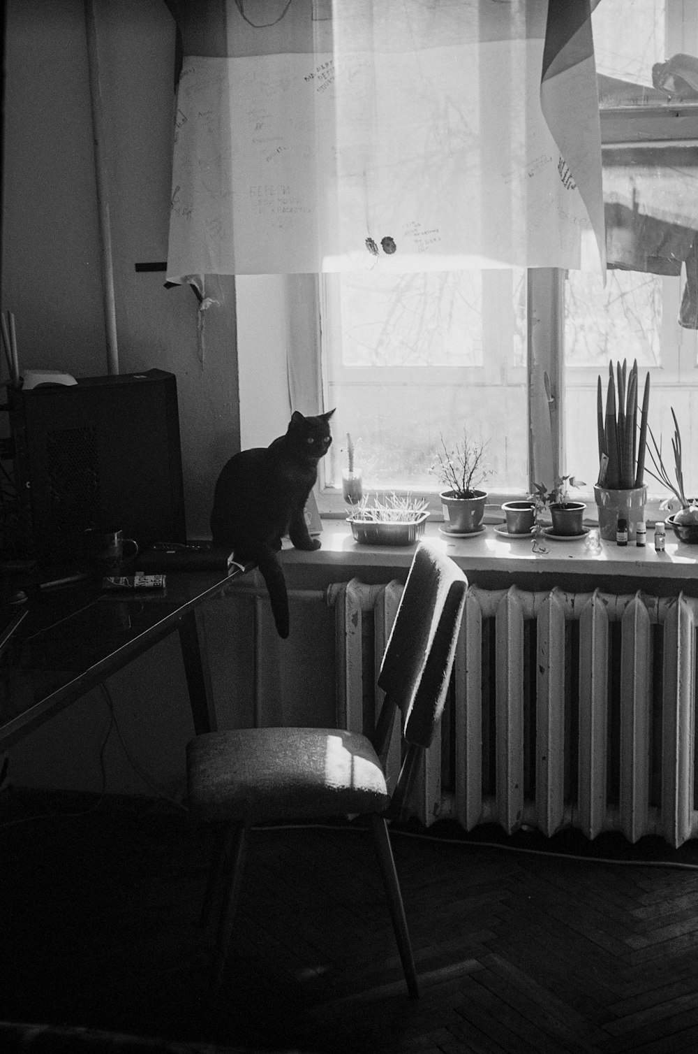 black cat on table near window