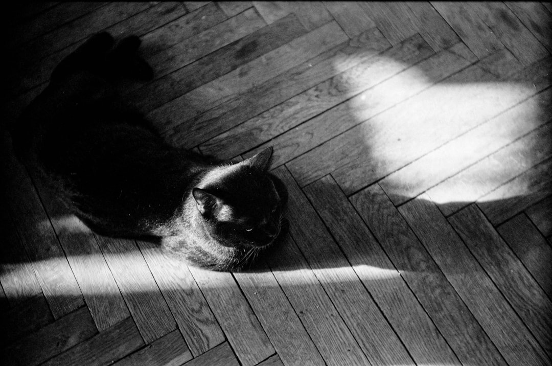 black and white cat lying on wooden floor
