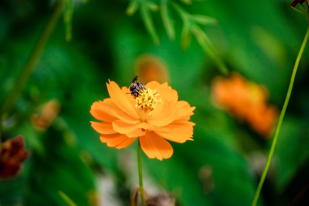 flor amarilla en lente de cambio de inclinación