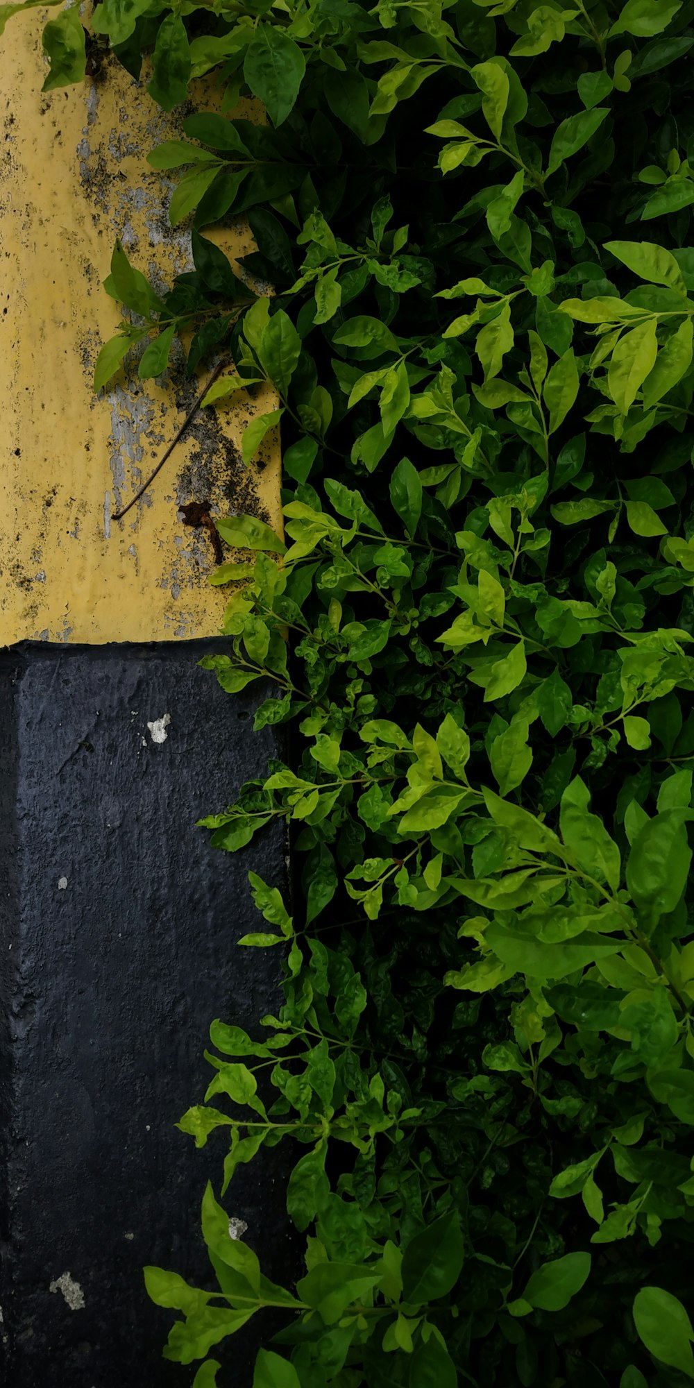 green leaves on yellow concrete wall