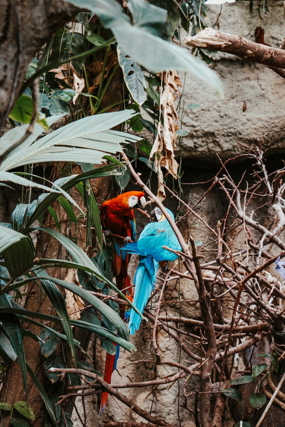 roter und blauer Vogel tagsüber auf braunem Ast