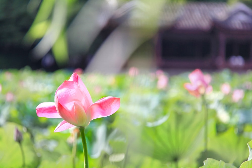 pink flower in tilt shift lens