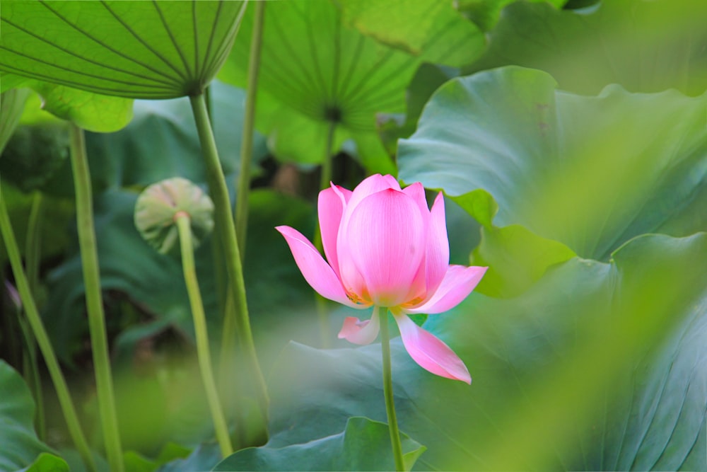 pink lotus flower in bloom during daytime