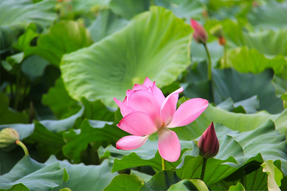 pink lotus flower in bloom during daytime