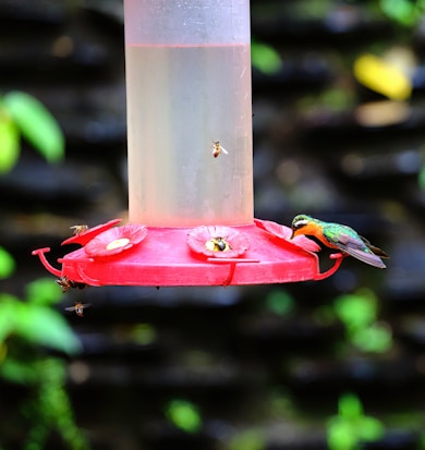 A colorful hummingbird with vibrant green and orange feathers is perched on a red feeder, while several bees are also gathered around. The feeder has a clear reservoir and floral-shaped feeding ports.