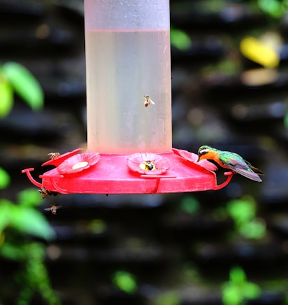 A colorful hummingbird with vibrant green and orange feathers is perched on a red feeder, while several bees are also gathered around. The feeder has a clear reservoir and floral-shaped feeding ports.