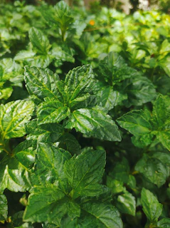 Close-up of a durable outdoor flex print with vivid colors and sharp details under sunlight.