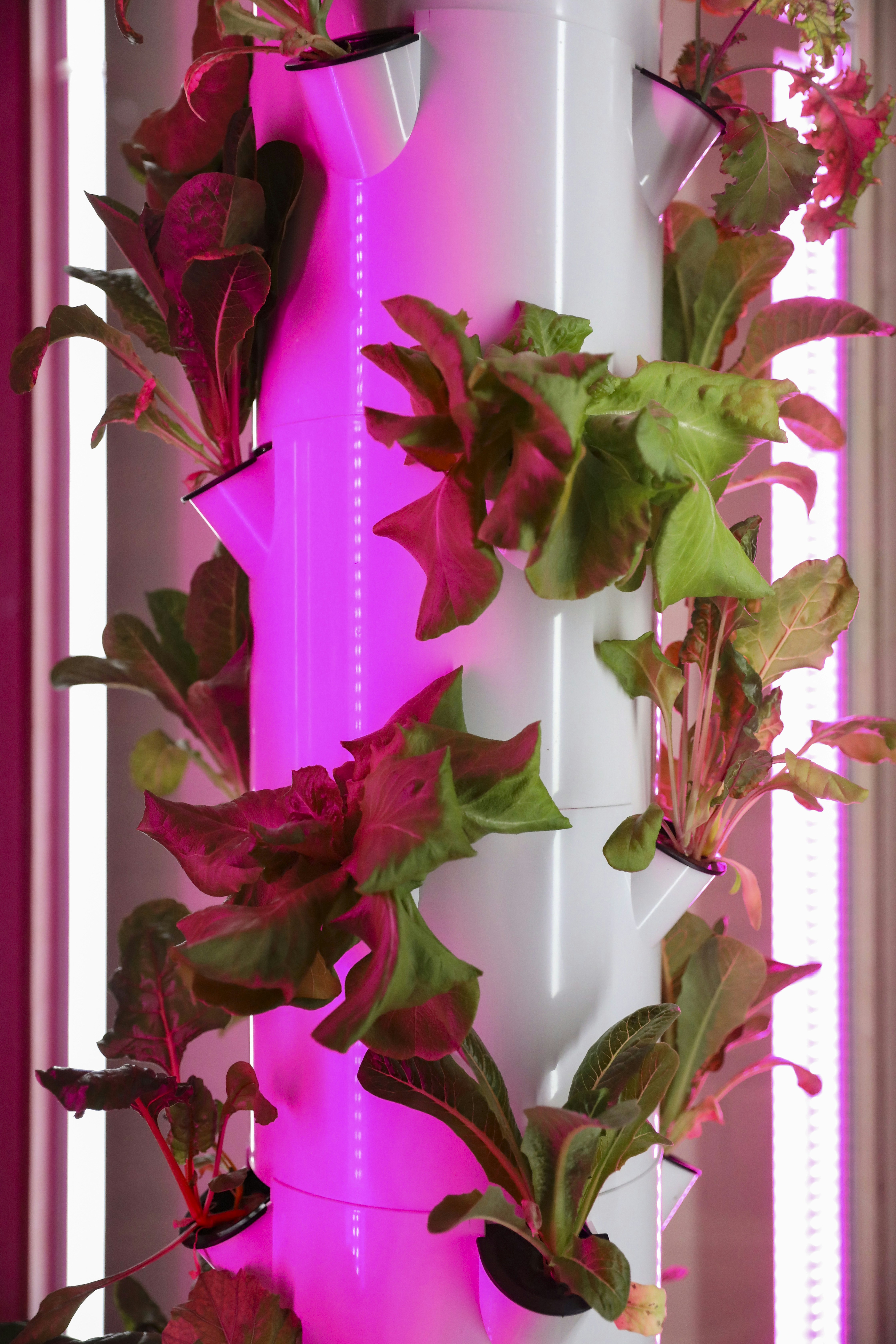 Create a hydroponic system for growing plants