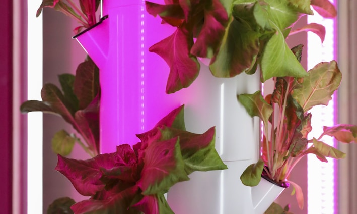 pink and green leaves on white wall