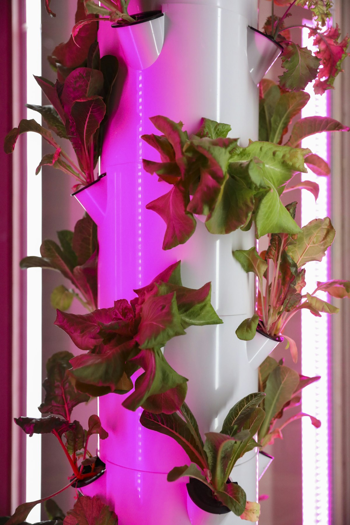 Passive Cooling with Plants: Beat Cebu's Heat Without Air Conditioning